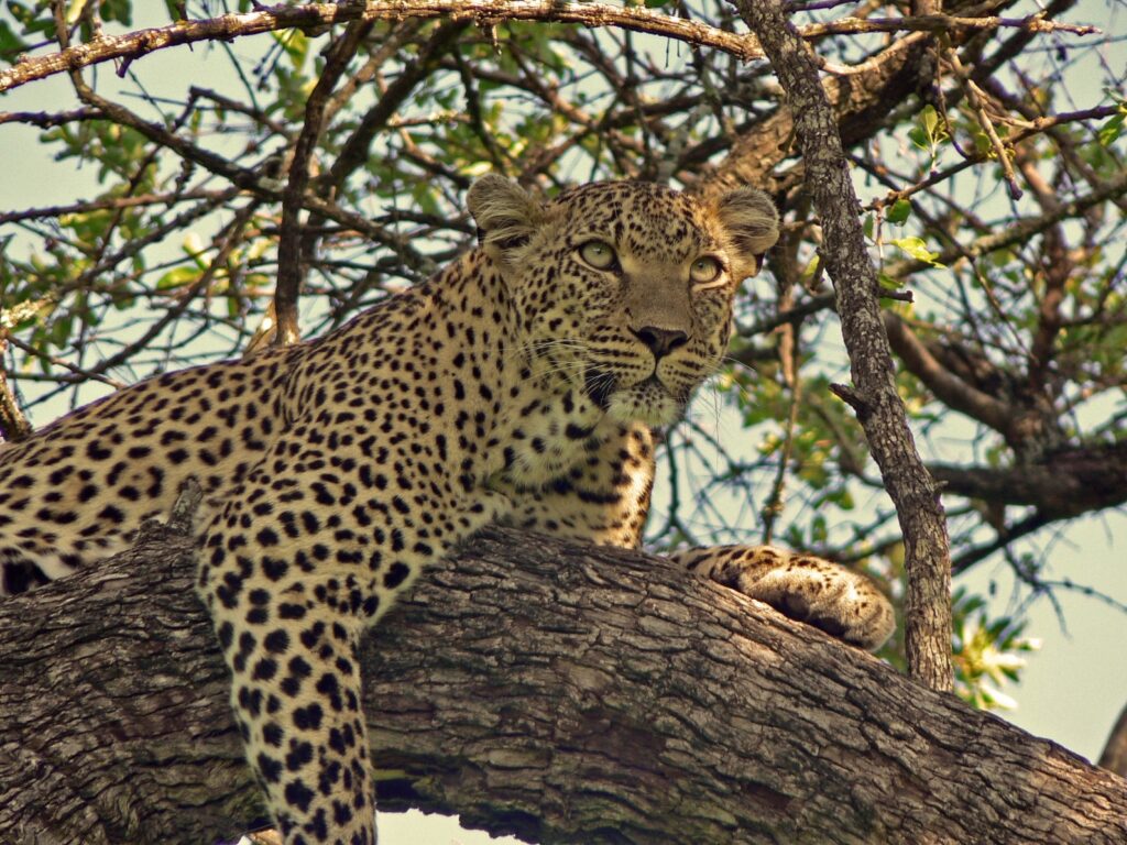 Safari in Kenia