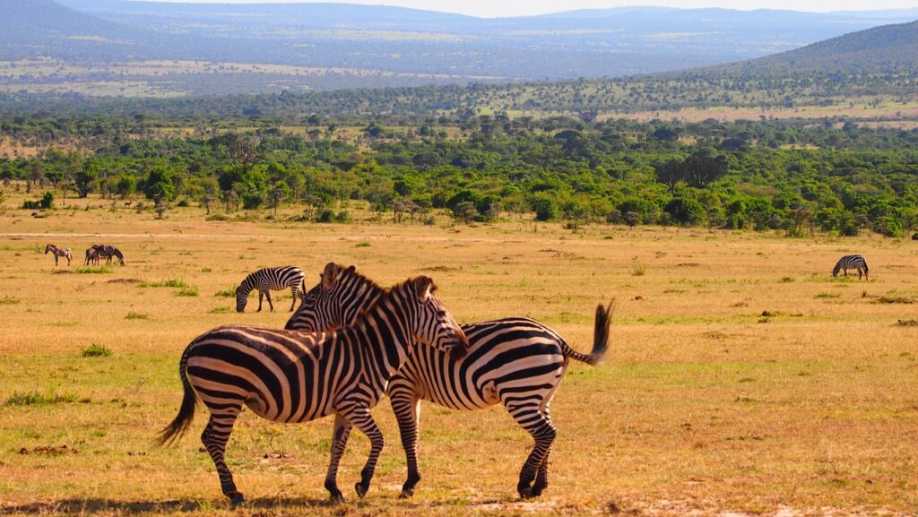Safari in Kenia
