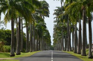 Guadeloupe Palmen Straße