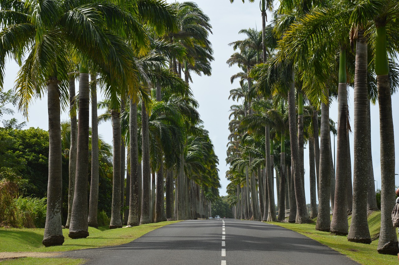 Guadeloupe Palmen Straße