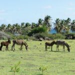 Sankt Kitts und Nevis