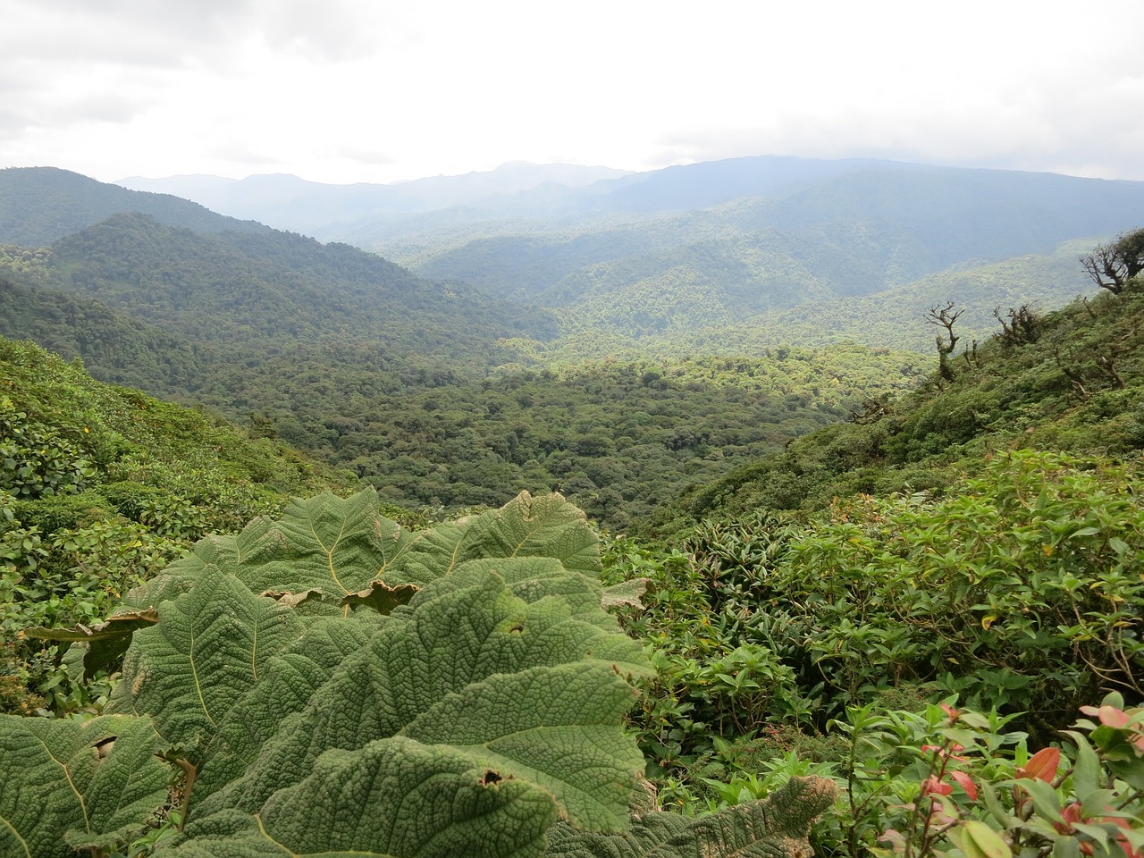 Monteverde – Action im Nebelwald