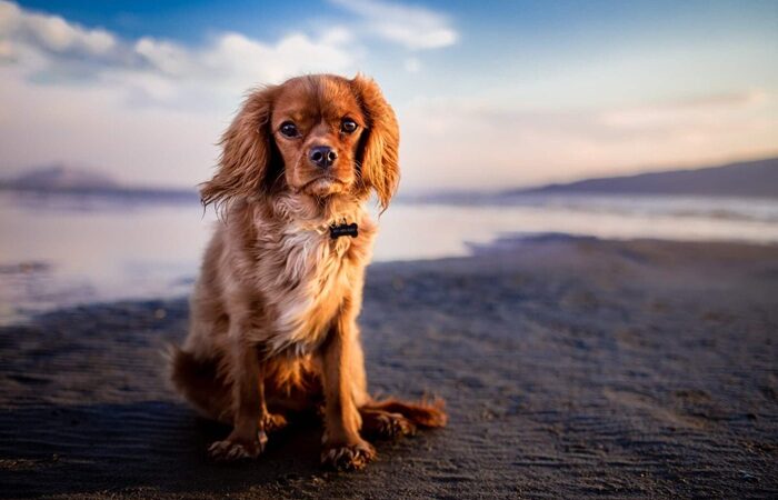 Campen mit Hund Ostsee