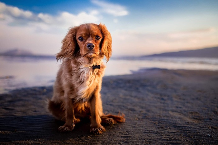 Campen mit Hund Ostsee