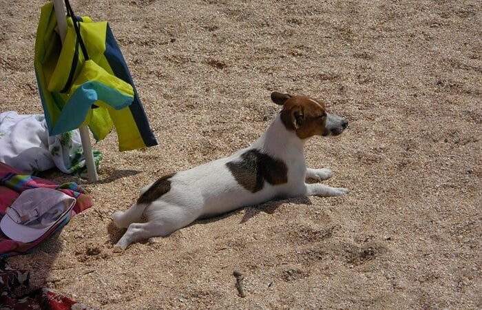 Ostsee Urlaub mit Hund Usedom