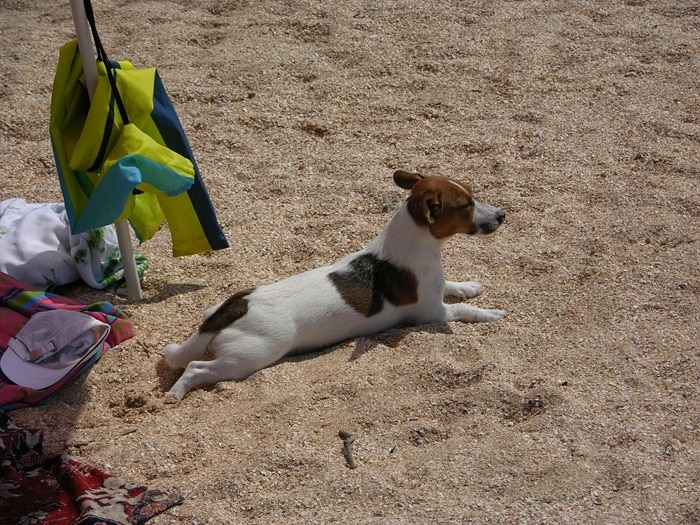 Ostsee Urlaub mit Hund Usedom