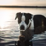 Holland Urlaub mit Hund am Strand