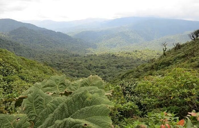 Monteverde Action im Nebelwald