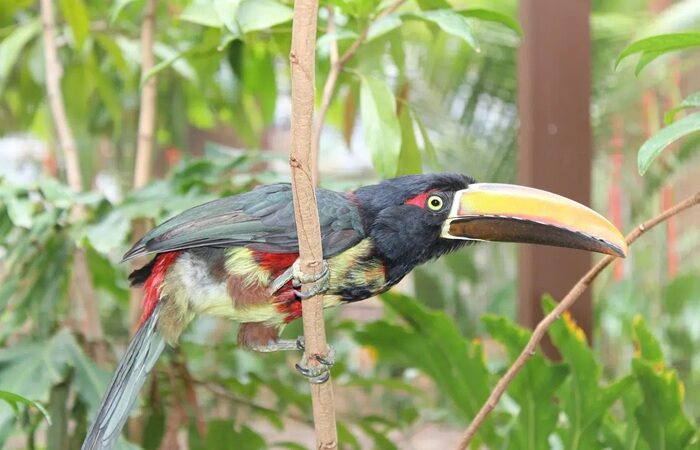 Costa Rica Wetter und Klima