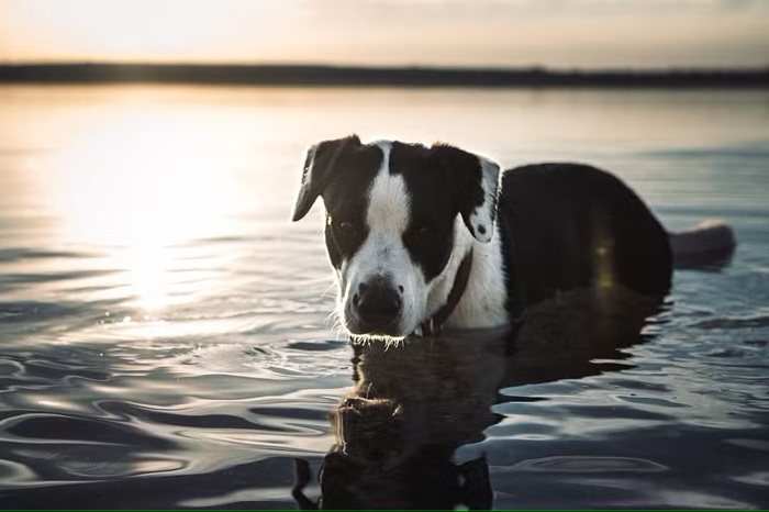 Holland Urlaub mit Hund am Strand