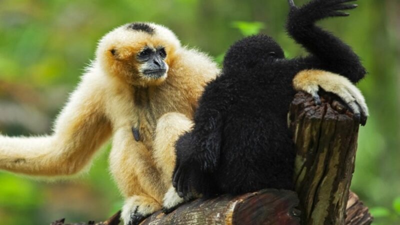 Gibbon Rehabilitation Project