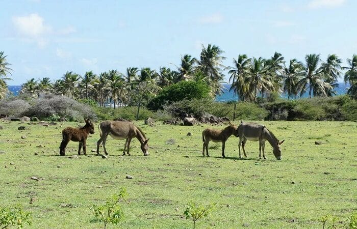 Sankt Kitts und Nevis