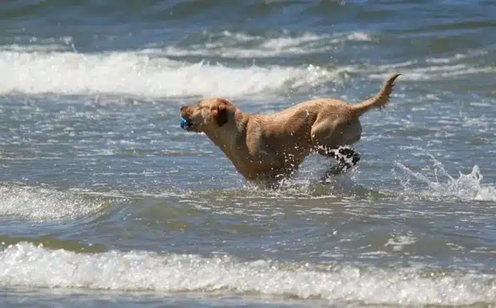 Urlaub mit Hund
