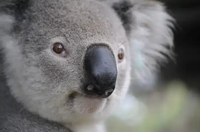 Reiseland Australien