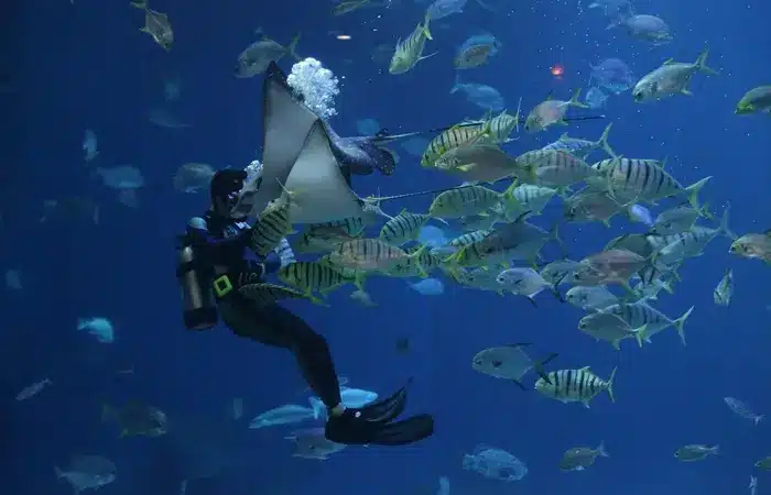 Tauchen Isla del Coco