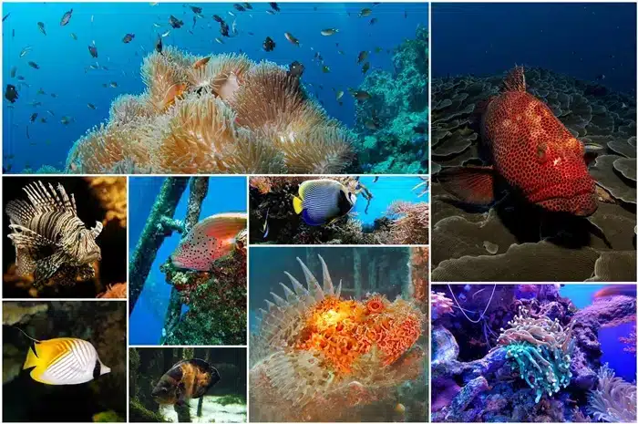Tauch und Schnorchel Paradies Seychellen Tauch und Schnorchel Paradies Seychellen