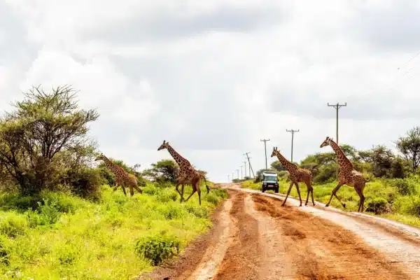Kenia Urlaub Landschaft und Wildtiere hautnah