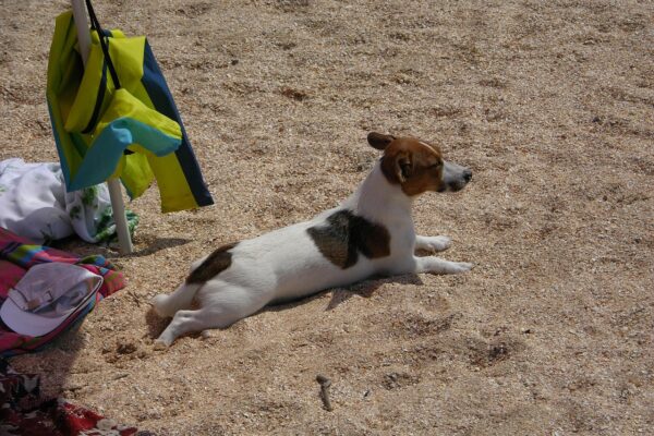 Ostsee Urlaub mit Hund Usedom