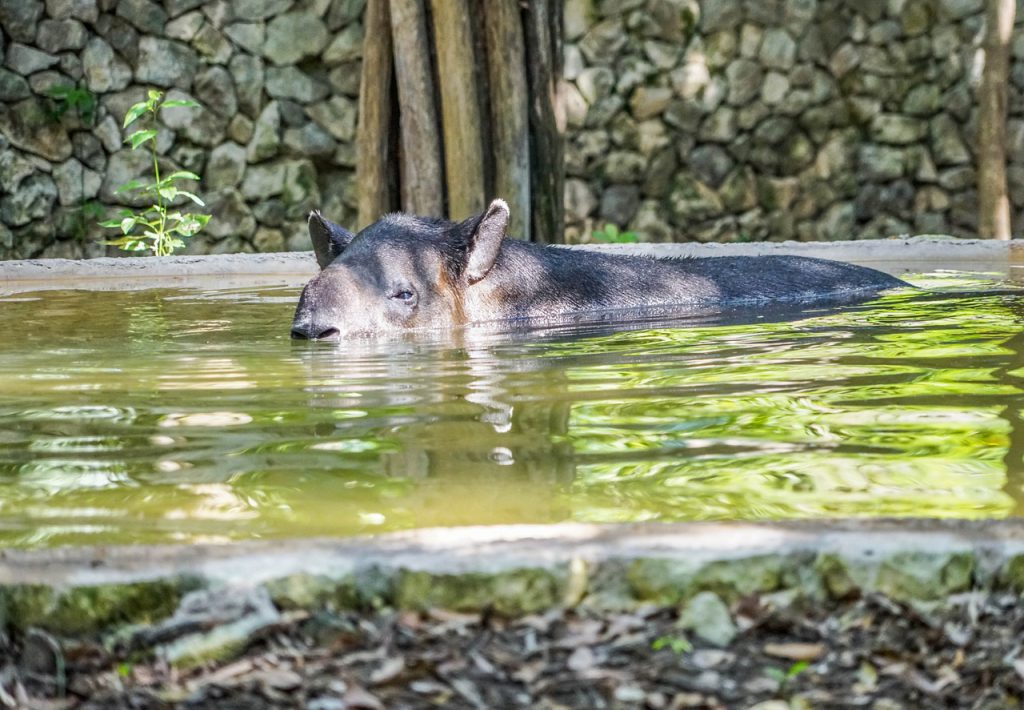 Das Wahrzeichen des Corcovado Nationalparks: Der Tapir !
