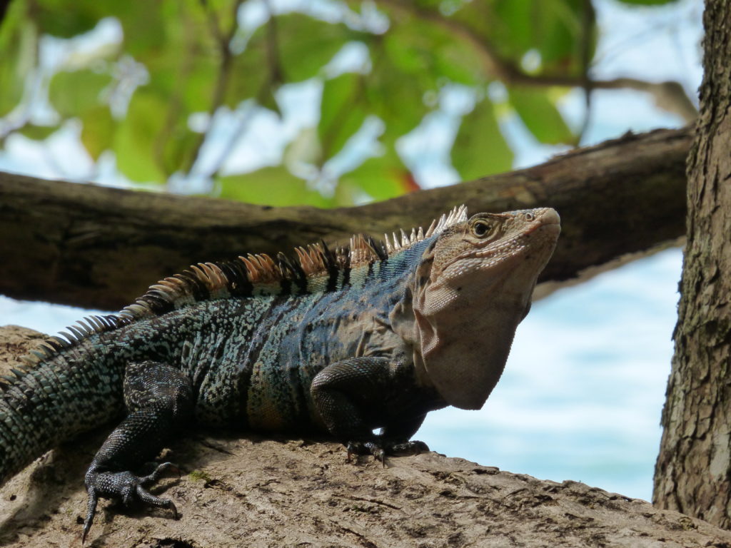 © Mona Otten | Manuel Antonio Nationalpark